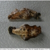 nep rivularis pupa3 volg21
